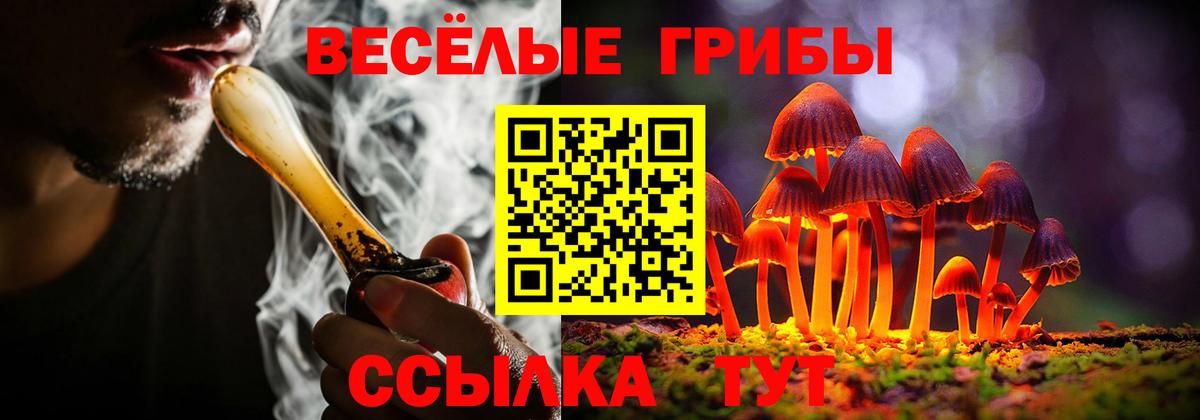Псилоцибиновые грибы Psilocybe Донской